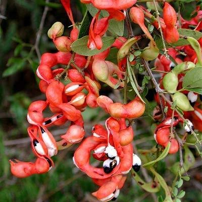 Mphmi Plants Pithecellobium dulce/Manila tamarind - Fruit Plants & Tree