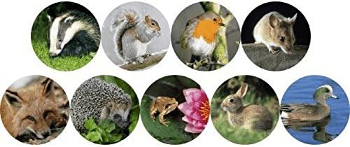 Mini Wildlife Photo Stickers