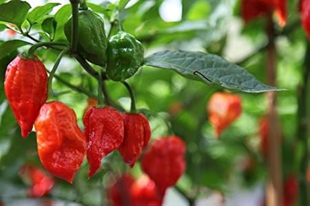 Arlo Vegetable Seeds Worlds Hottest Ghost Chili Pepper - RED KING BHUT JOLOKIA - Pack Of 20 seeds