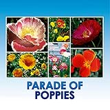 Parade of Poppy Wildflower Seeds Bulk + 8 Bonus Gardening eBooks, Open-Pollinated Wildflower Seed Mix Packets, Non-GMO, No Fillers, Annual, Perennial Wildflower Seeds, Year Round Planting - 1 oz