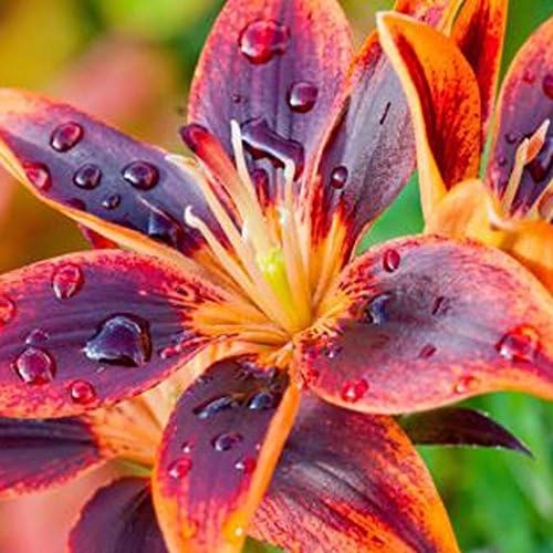 Seeds House- SummerRio 20pcs Mix Lily Seeds, Flower Bulbs Lily Seeds Home Gardening Balcony Garden Spring Seeds