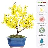Brussel's Live Forsythia Outdoor Bonsai Tree - 3 Years Old; 6" to 10" Tall with Decorative Container