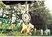 YGMONER Brown Dream Catcher Car Interior Rearview Mirror Dangle 2