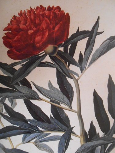 The Flowering of Florence: Botanical Art for the Medici by Lucia Tongiorgi Tomasi, Gretchen A. Hirschauer, National Gallery of Art