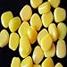Northbear 50pcs Good Smell Great Fake Soft Lures Corn Fishing Lure Carp Lures