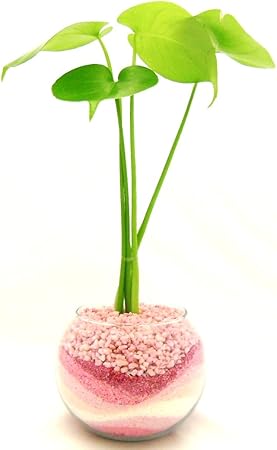 Jozpictsibetv 25 モンステラ 水耕栽培から土 モンステラ 水耕栽培から土