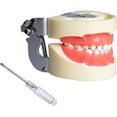 Typodont Child Teeth Model, with 24pcs Removable Teeth, Compatible with Kilgore Nissin for Teaching, Study