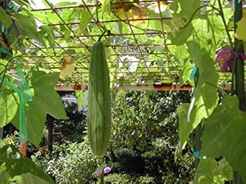 Amazon 太ヘチマ苗 3号ポット15株セット 野菜苗 野菜