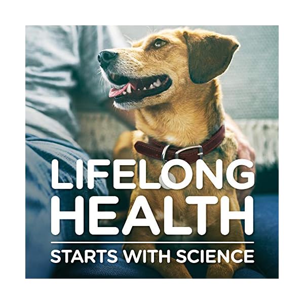 science diet egg and rice