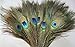KAYSO Pack of 30pc Natural Peacock Feathers 10-12''