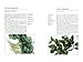Handy Pocket Guide to Asian Vegetables: Clear Identification Photos and Explanatory Text for the 50 most Common Asian Vegetables found in the Tropics (Handy Pocket Guides)
