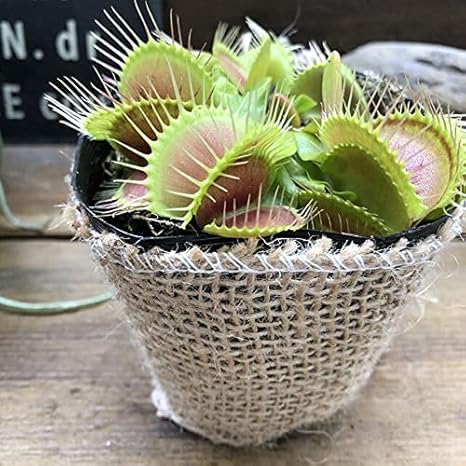 Amazon ハエトリ草 食虫植物 観葉植物 観葉植物 オンライン通販