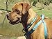 Reflective Adjustable Dog Step in Harness for Large Dogs; matching collar and leash available, Turquoise