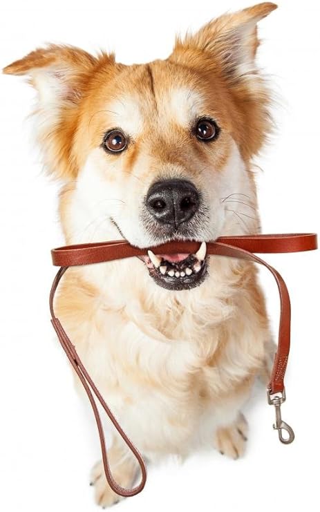 saber lion nendoroid