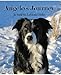 Angelo's Journey: A Border Collie's Quest for Home