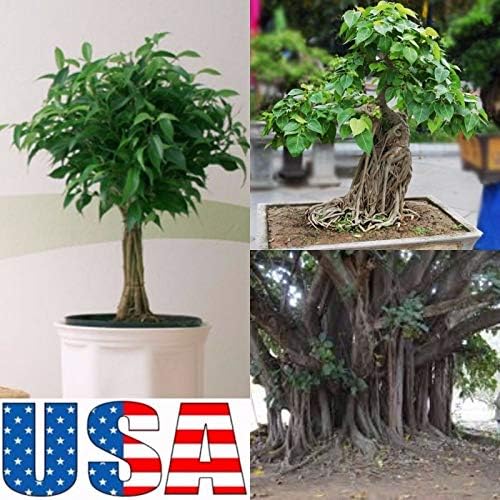Raflesa (Bonsai) Sacred Buddha Fig Tree 10, 20, 30, 40 Seeds (Heirloom Non GMO)(30 Seeds)