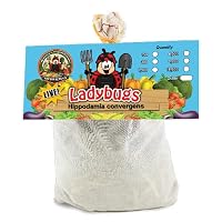 4,500 Live Ladybugs - Good Bugs - Guaranteed Live Delivery!