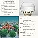 Luffy 6 Hermit Balls - Bright, Green, All Natural Aquatic Plants - Round 0.6” Nano Marimo Moss by SunGrow - for Freshwater and Saltwater Aquarium - Maintain Humidity - Supplement Hermit Crab Diets