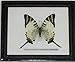 INSECTFARM Framed Real Beautiful Fivebar Swordtail Butterfly Collection Gift Display Insect Taxidermy - BTF01J2