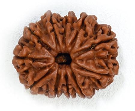 11 Face (Mukhi) Rudraksha (Origin: Nepal)