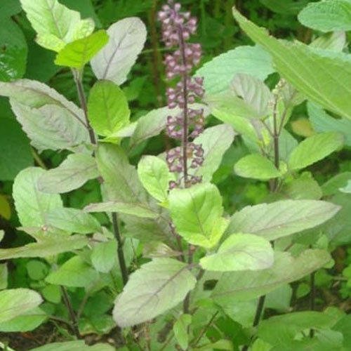 Indian Basil (Rama/Shyama Tulsi) Microgreen Seeds Sold By Antier