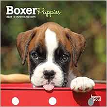 6 month old boxer puppy