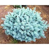 Globosa Colorado Dwarf Blue Spruce - Compact Ball 2 - Year Live Plant