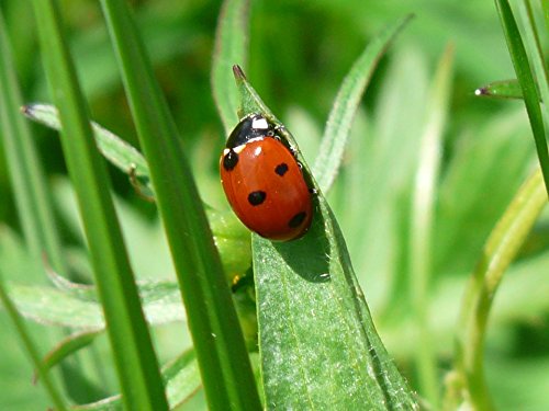 5 1500+Live+Ladybugs+Beneficial+Guaranteed