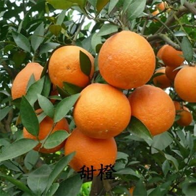 Amazon Com 30seeds Bag Rare Potted Fruit Tree Seedlings Of New Varieties Of Sweet Orange Seedlings Oranges Tree Sapling Fruit Tree Seed Garden Outdoor