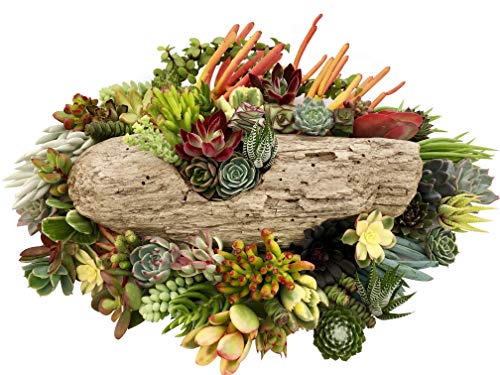 3 Assorted+Succulent+Succulents+Terrariums+Cult