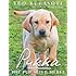 Pukka: The Pup After Merle