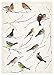 Brewster Home Fashions Home Fashions LV19005 Birds Wall Stickers, Multicolor