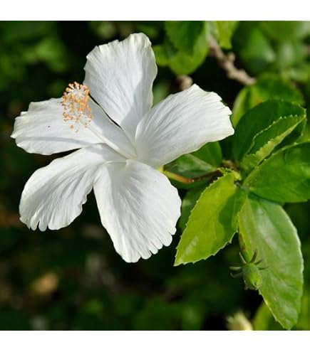 Amazon.com : Spectacular Flowering White Hibiscus Cold Hardy