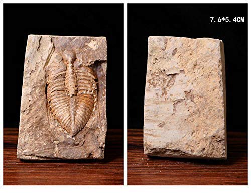 4 Sunny+Hill+Chinese+Xiangxi+Trilobite