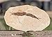 FS9410: USA Eocene, Fossil Fish (Knightia alt), A-grade
