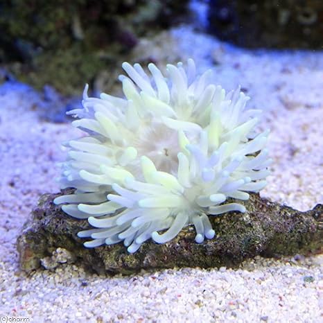 Amazon 海水魚 ロングテンタクルアネモネ おまかせカラー ｓｓサイズ １匹 無脊椎動物 北海道 九州 沖縄航空便要保温 Charm チャーム 観賞魚 水中生物 通販