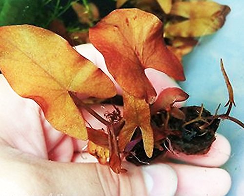 Nymphaea Rubra Bulb Dwarf Water Lily Live Aquarium Plants Decorations 3 DAY LIVE GUARANTEED By Mainam