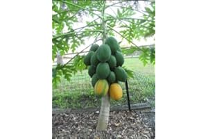 SVI 10+ Very Fresh Rare! Dwarf Waimanalo Papaya! Tropical Fruit Tree Seeds Plant