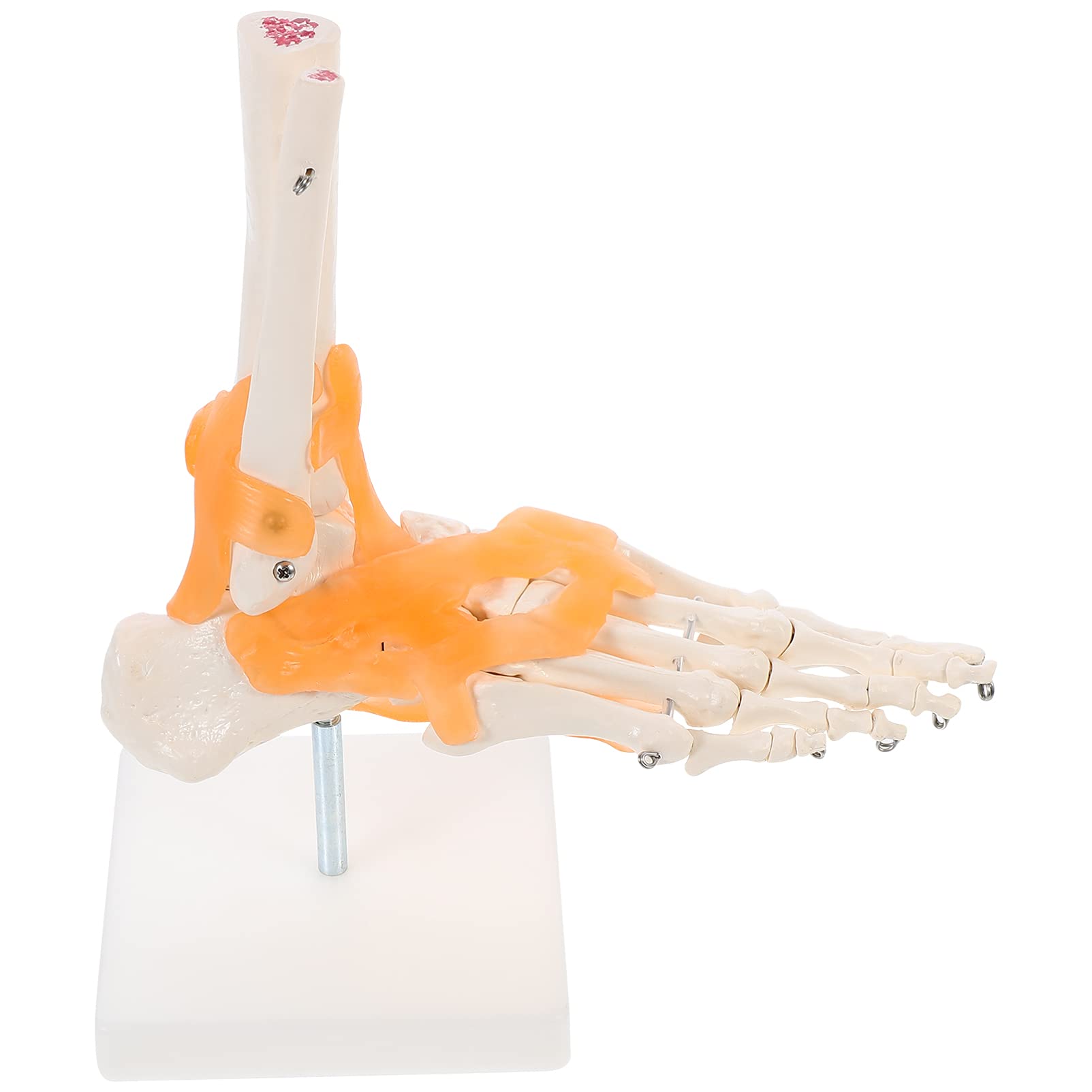 Human Foot Joint Model with Ligaments Medical Anatomical Foot Skeleton Model for Doctor Patient Education Student Medicine