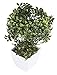 Juvale Artificial Bonsai Tree - Fake Plant Decoration, Potted Artificial House Plants, Ficus Bonsai Plant with Ceramic Pot, for Decoration, Desktop Display, Zen Garden Décor - 7 x 7 x 10.3 Inches