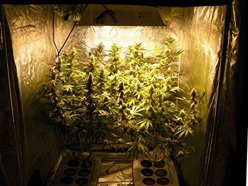 Ohuhu 60"x 60"x 80" Grow Tent with Observation Window & Tool Bag, Mylar Hydroponic Plant Growing Tent with Durable 600D Oxford Cover for Indoor Plant Growing, Gardening and Germination