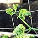 COMMON CULTURE Grow Strong Soft Mesh Nylon Trellis Netting Bulk Roll, 3.5 Inch Squares (9 cm), 5 ft x 225 ft (152 cm x 68 m) Long Heavy-Duty Garden Netting for Plants with Trimming Scissors