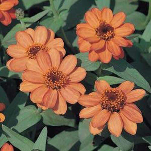 Outsidepride Zinnia Profusion Apricot Flower Seeds