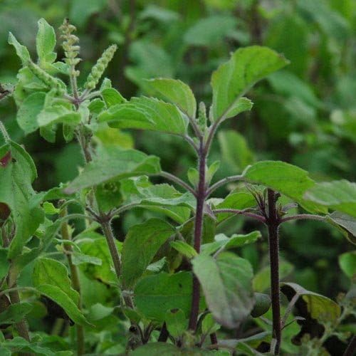 Holy Basil Seeds by Stonysoil Seed Company
