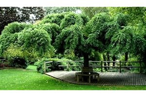 20 Graines Trees from Pagodes Sophora du Japon Sophora Japan Pagoda Tree Seeds : Seeds in The Packet