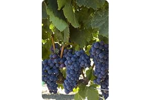 FAIRHAVEN VINE NURSERY Cabernet Sauvignon 43.1 Grafted/1103P - Plantable Year Round!