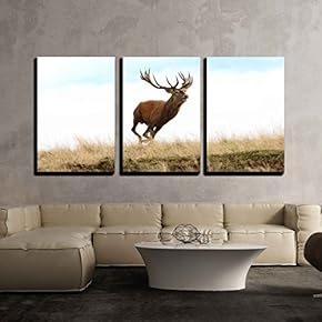 Male red Deer (Cervus elaphus) Running Wild x3 Panels