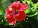 Rose of Sharon - Dusty Rose Red - 2' - 4' Tall - Bush/Shrub - Healthy Established - Gallon Potted - 1 Plant by Growers Solution