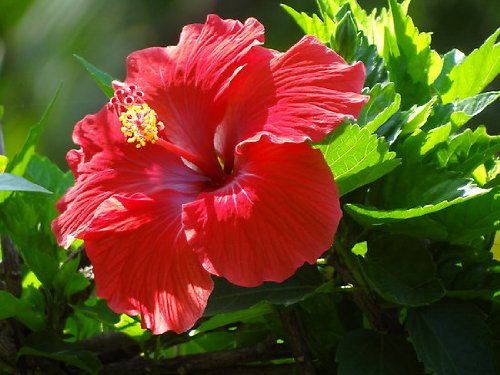 Rose of Sharon - Red Althea - 3' - 5 ' Tall - Bush/Shrub - Healthy Established - Gallon Potted - 1 Plant by Growers Solution Rose of Sharon - Red Althea - 3' - 5 ' Tall - Bush/Shrub - Healthy Established - Gallon Potted - 1 Plant by Growers Solution