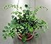Jmbamboo - Button Fern 4" Hanging Basket - Pellaea - Easy to Grow primary